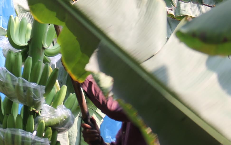 G&oacute;c nh&igrave;n luật gia - &Aacute;n xưa, luật nay: B&agrave;n tay lấm bẩn tố kẻ trộm chuối