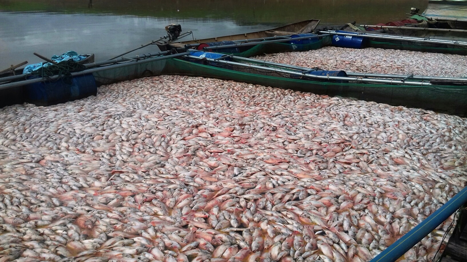 Xã hội - Kon Tum: Hơn 100 tấn cá chết, nghi vấn thủy điện rút nước đột ngột