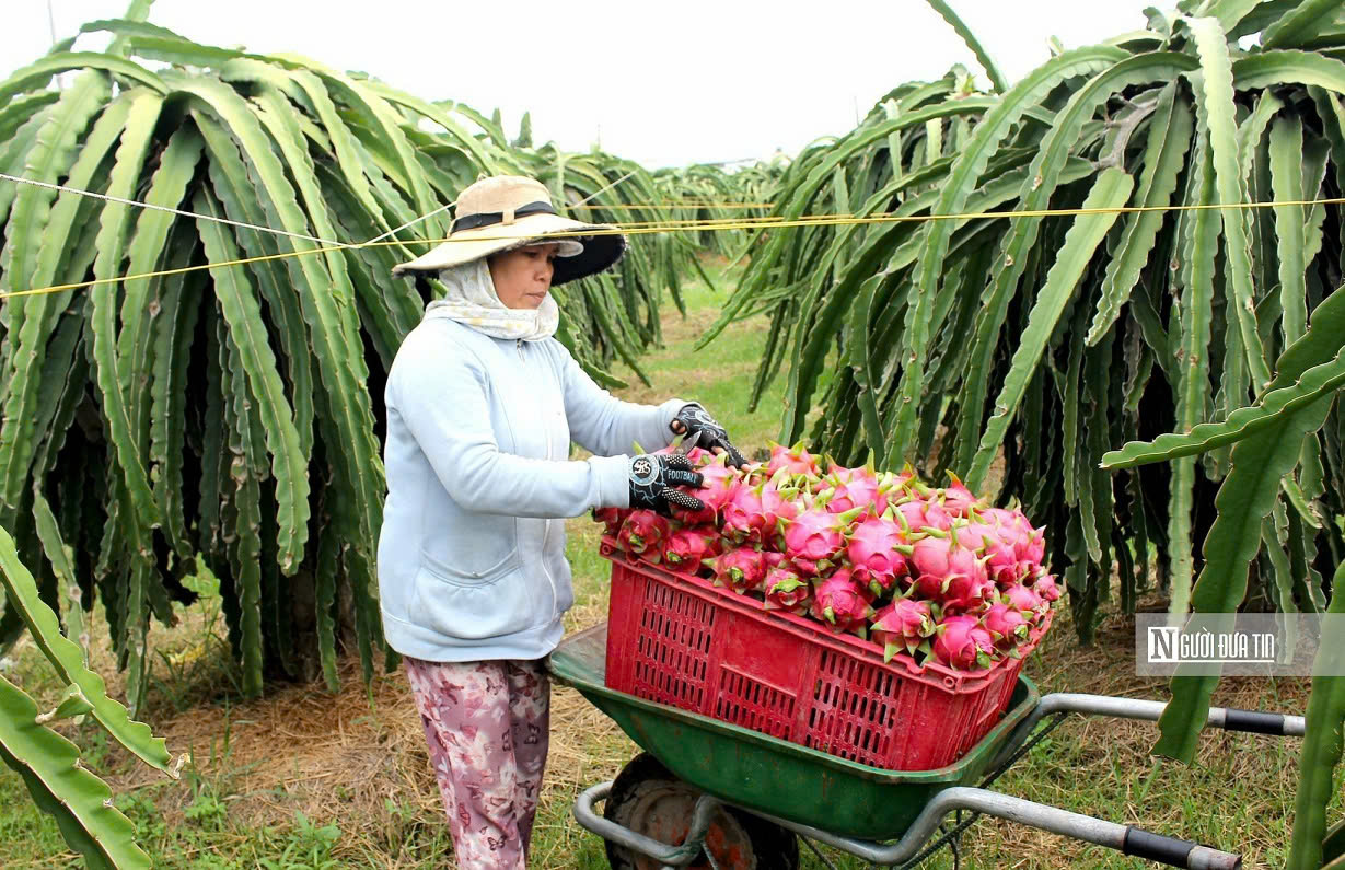 Bình Thuận: Gắn du lịch với bảo vệ môi trường- Ảnh 4.