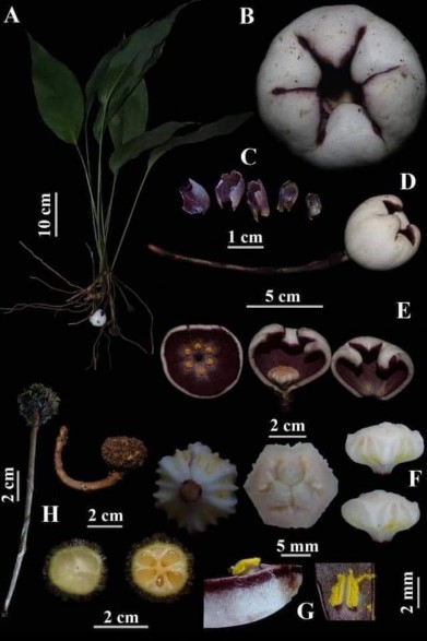 Loài cây mới chưa từng có trên thế giới được tìm thấy ở Việt Nam- Ảnh 4.