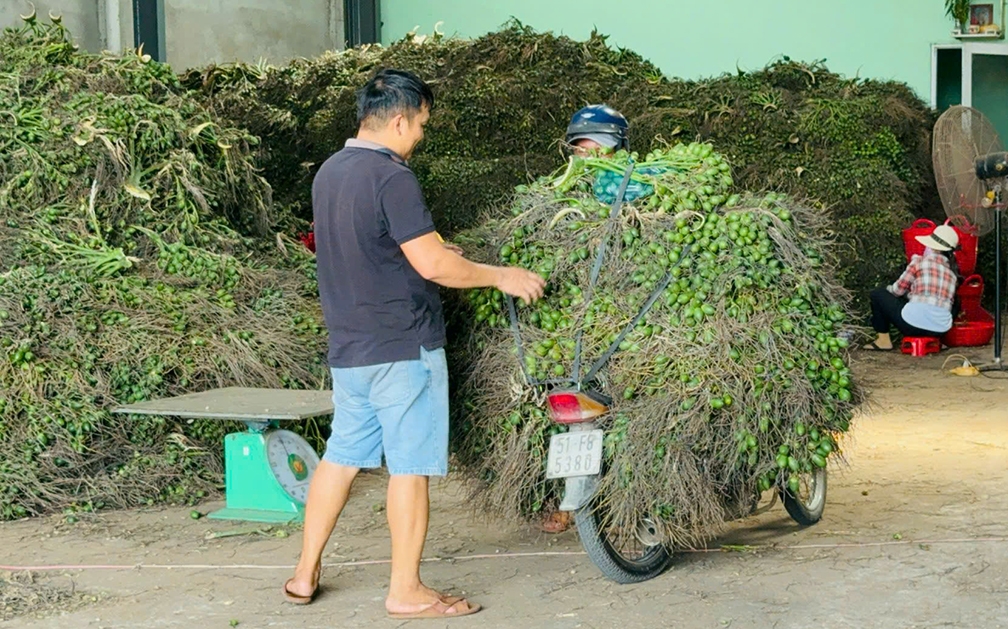 Vì sao giá cau tươi đột ngột "tuột dốc không phanh"?- Ảnh 3.