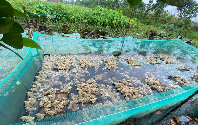 "Cãi vợ" về quê nuôi con "hiền như đất", anh nông dân kiếm 500 triệu/năm rất nhẹ nhàng- Ảnh 3.