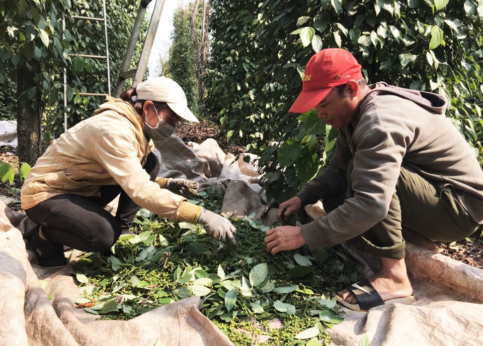 "Vàng đen" bứt tốc, chính thức trở thành "nông sản tỷ USD"- Ảnh 2.