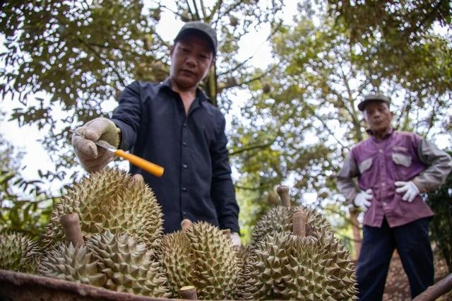 "Trái nhà giàu" giúp rau quả Việt xô đổ mọi kỷ lục, kỳ vọng cán mốc 7,5 tỷ USD- Ảnh 1.