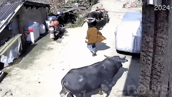 Clip: Lao ra chặn đầu trâu