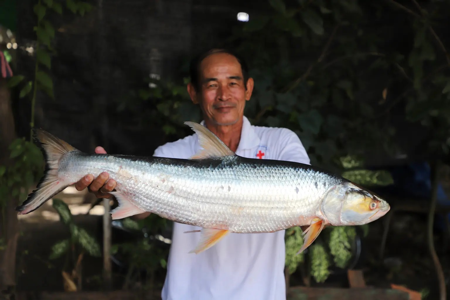 "Cá ma" khổng lồ bất ngờ tái xuất trên sông Mekong sau 20 năm- Ảnh 1.