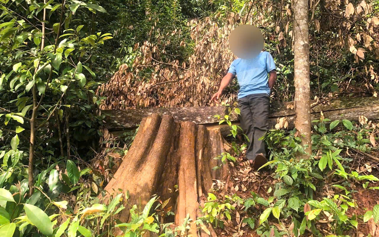 Xác minh vụ khai thác gỗ keo trong rừng trồng của Công ty Phúc Phong Gia Lai- Ảnh 5.