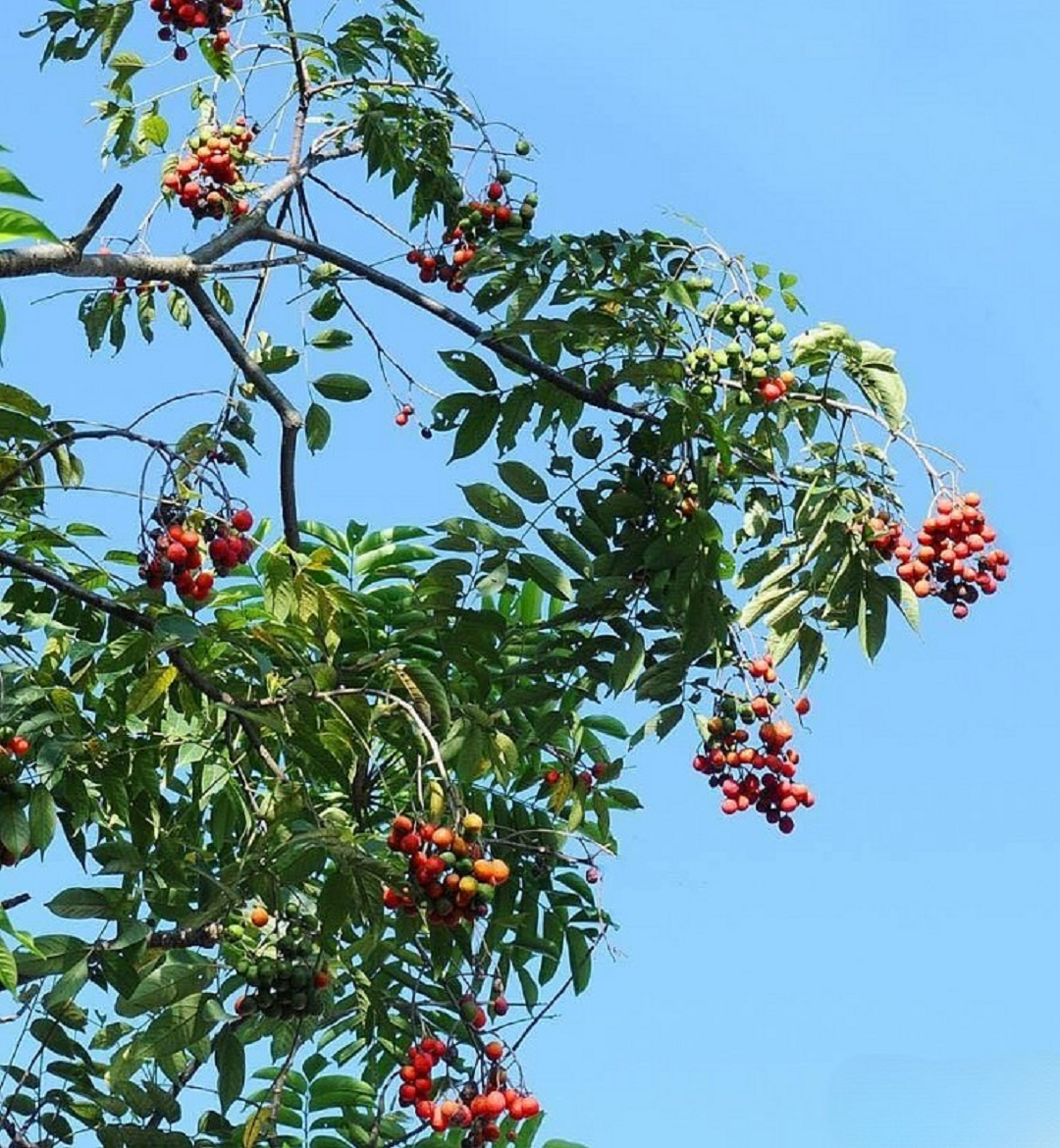 Đừng chỉ ăn quả, lá và vỏ loại cây này "đại bổ", ở quê xin nhau còn được- Ảnh 3.