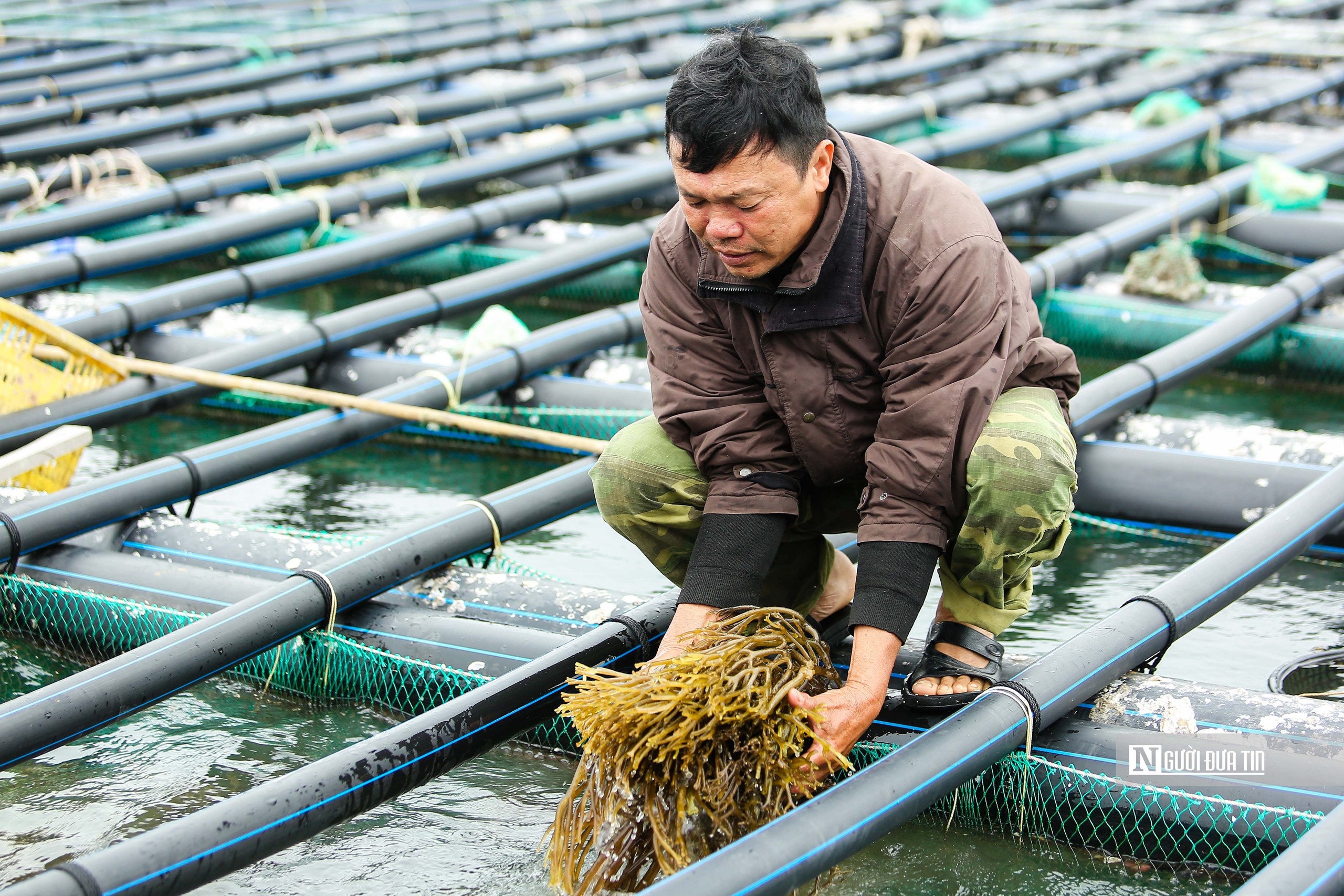 Tăng cường sản xuất thủy sản các tháng cuối năm- Ảnh 1.