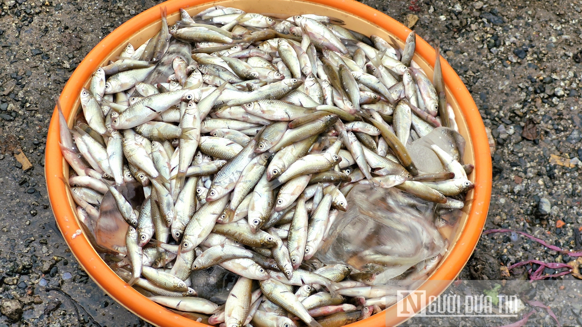 Niềm vui mùa nước nổi ở An Giang- Ảnh 12.