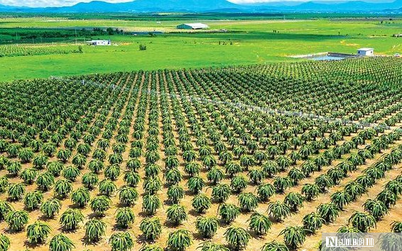 Thanh long L&acirc;m Đồng trước &ldquo;cuộc s&aacute;t hạch&rdquo; khốc liệt của thị trường to&agrave;n cầu- Ảnh 4.