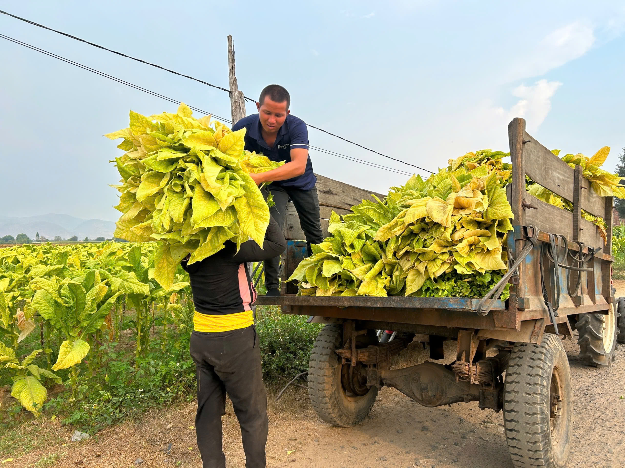 Tăng thuế thuốc lá và bài toán chuyển đổi cây trồng cho nông dân- Ảnh 2.