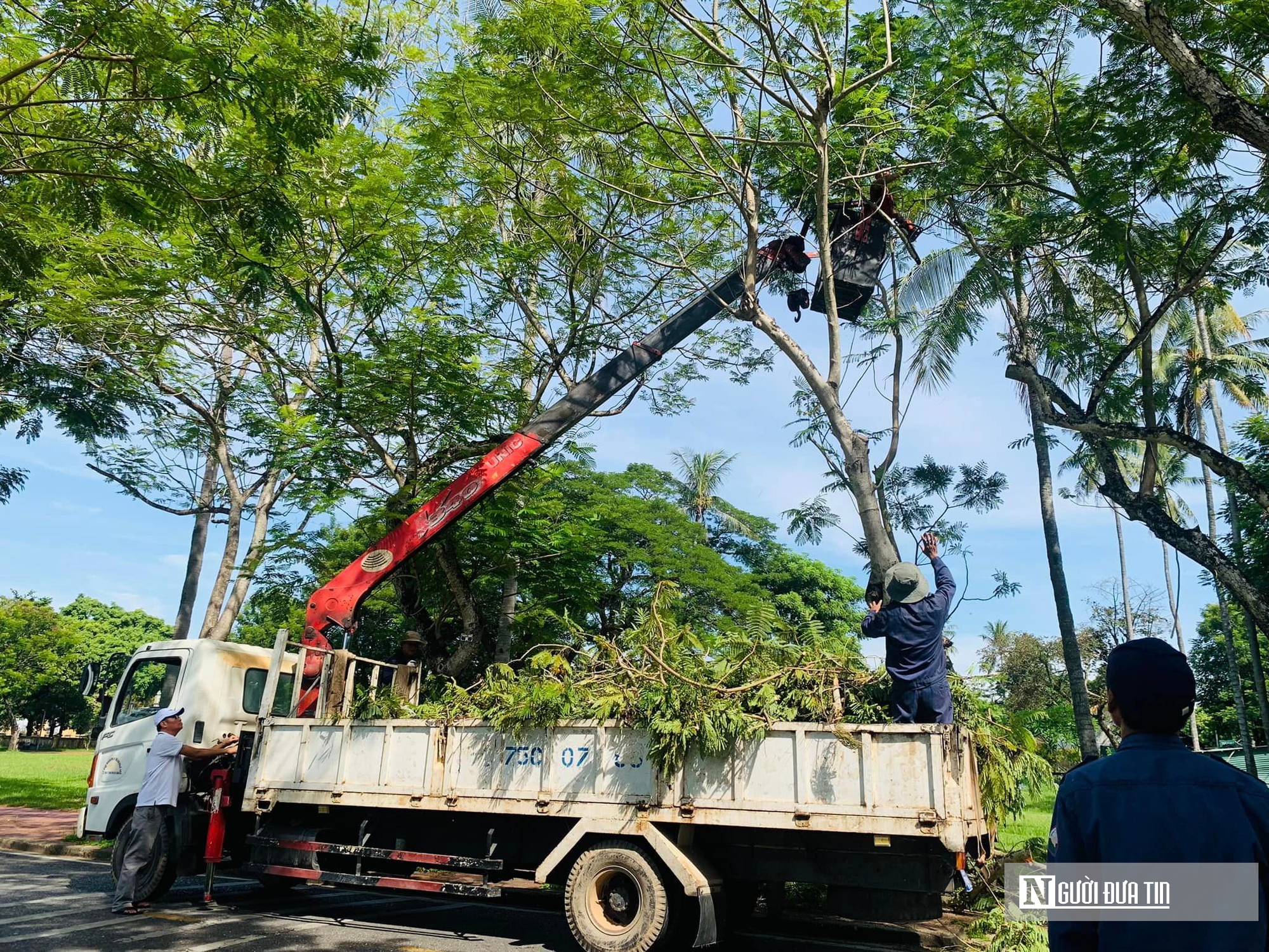 Chùm ảnh: Khẩn trương "thay áo" cho cây xanh trước mùa mưa bão về- Ảnh 1.