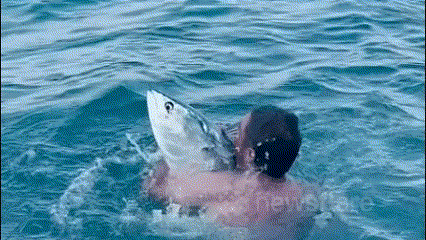 Người đàn ông nhảy xuống biển bắt cá ngừ bằng tay không.