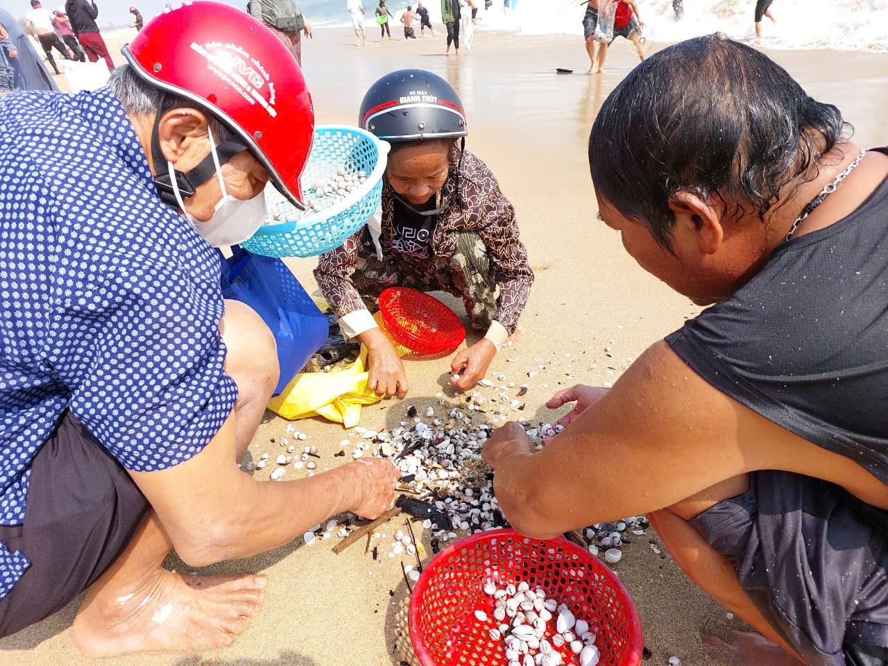 Sò huyết dạt bờ nhiều bất thường, dân đổ xô đi nhặt "lộc biển"- Ảnh 2.