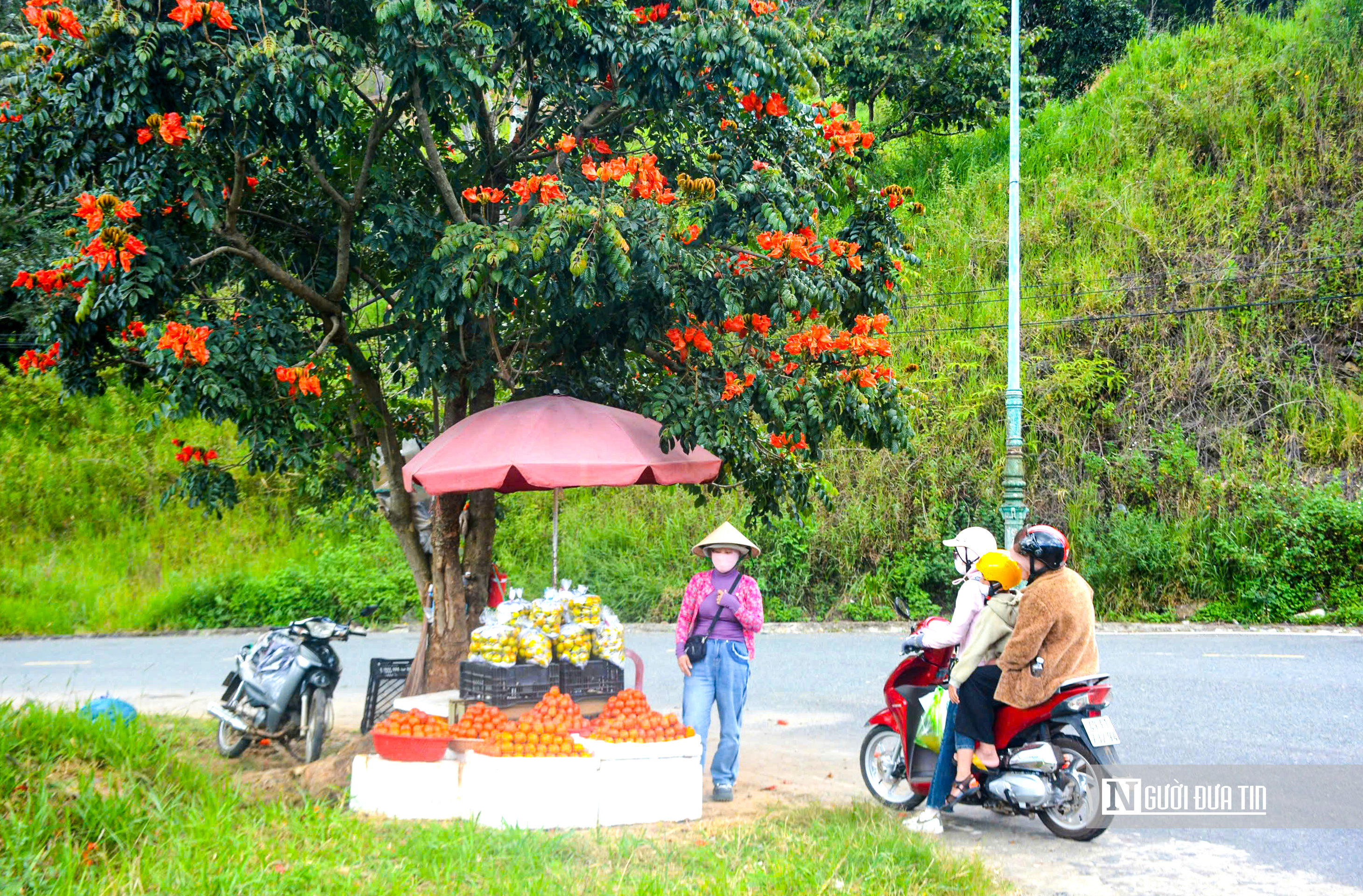 Rực rỡ mùa hồng trên cao nguyên- Ảnh 12.