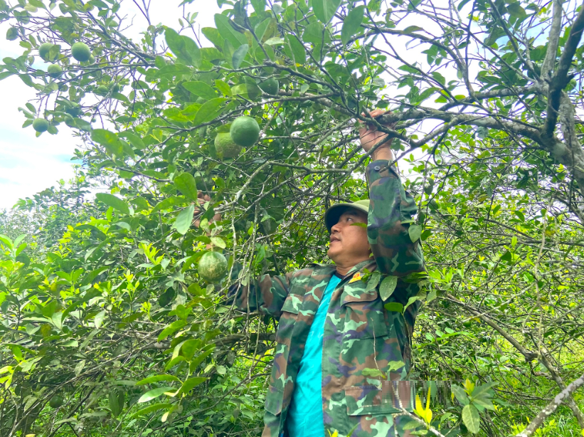 Chị nông dân nhẹ nhàng thu nửa tỷ đồng/năm nhờ trồng cây siêu trái Chị nông dân nhẹ nhàng thu nửa tỷ đồng/năm nhờ trồng cây siêu trái
