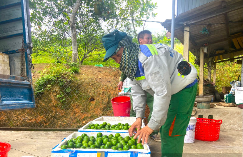 Chị nông dân nhẹ nhàng thu nửa tỷ đồng/năm nhờ trồng cây siêu trái Chị nông dân nhẹ nhàng thu nửa tỷ đồng/năm nhờ trồng cây siêu trái