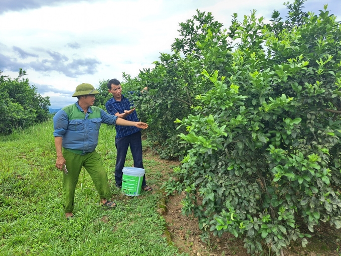Chị nông dân nhẹ nhàng thu nửa tỷ đồng/năm nhờ trồng cây siêu trái Chị nông dân nhẹ nhàng thu nửa tỷ đồng/năm nhờ trồng cây siêu trái