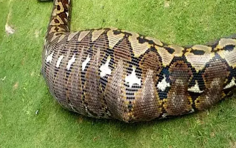 Người đàn ông sốc nặng khi thấy cảnh tượng "nổi da gà" dưới chân - Ảnh 2.