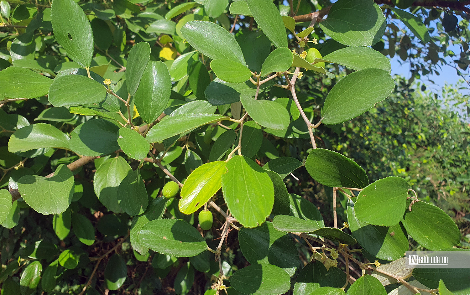 Hải Phòng: Vùng “táo muối” Bàng La phục hồi kỳ diệu sau bão Yagi- Ảnh 3.