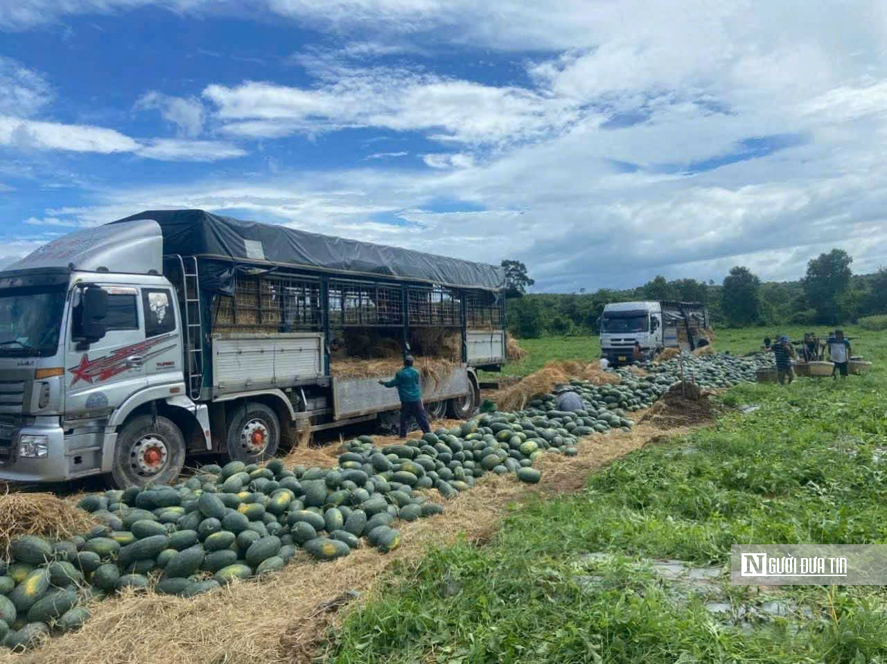 "Chát đắng" mùa dưa hấu rớt giá- Ảnh 4.