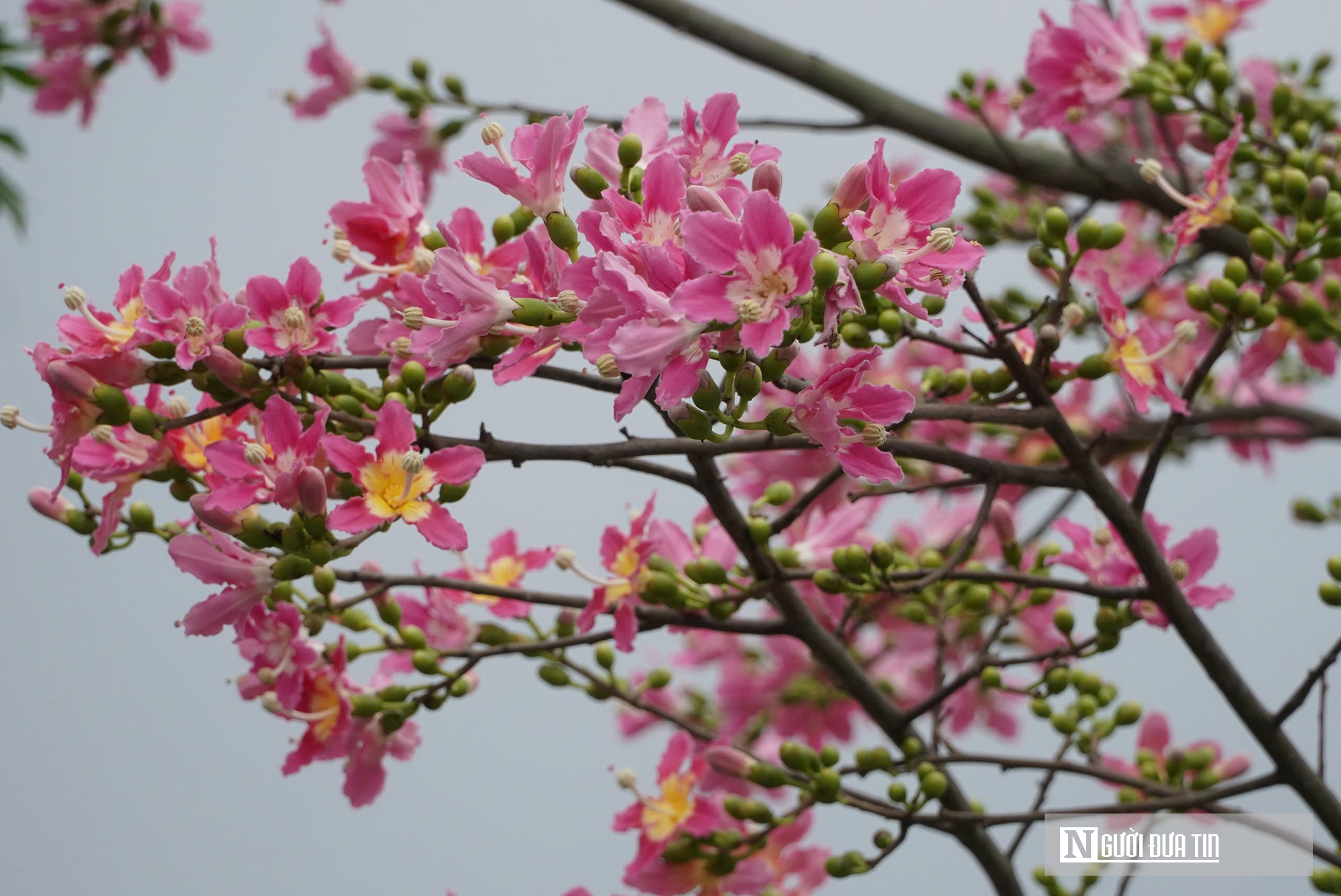 Hà Tĩnh có mỹ nhân- Ảnh 3.