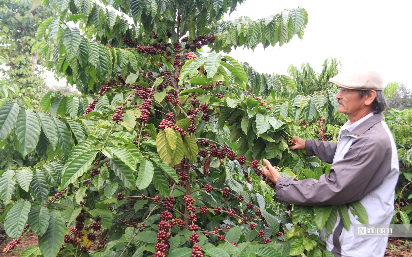 Bí quyết canh tác cà phê giúp gia đình ông giáo thu lợi hàng tỷ đồng mỗi năm