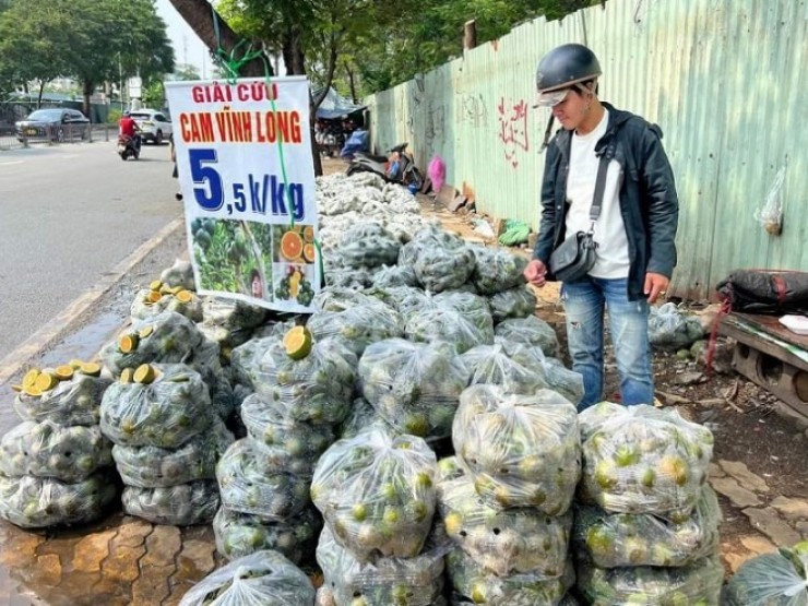 Cam sành rớt giá chỉ còn 2.000 đồng/kg, nông dân xót xa ôm lỗ hàng trăm triệu đồng