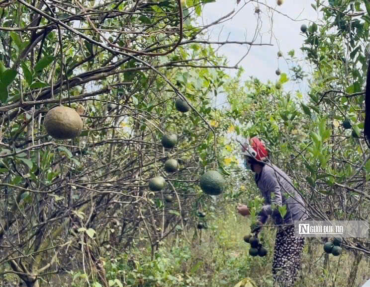 Cam sành rớt giá, nông dân Trà Vinh "rớt nước mắt"- Ảnh 1.