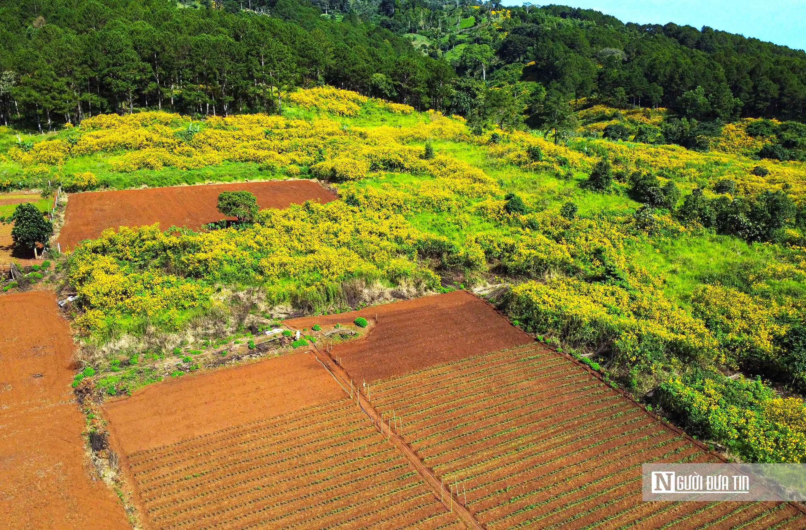 "Biển" vàng hoa dã quỳ trên cao nguyên- Ảnh 9.