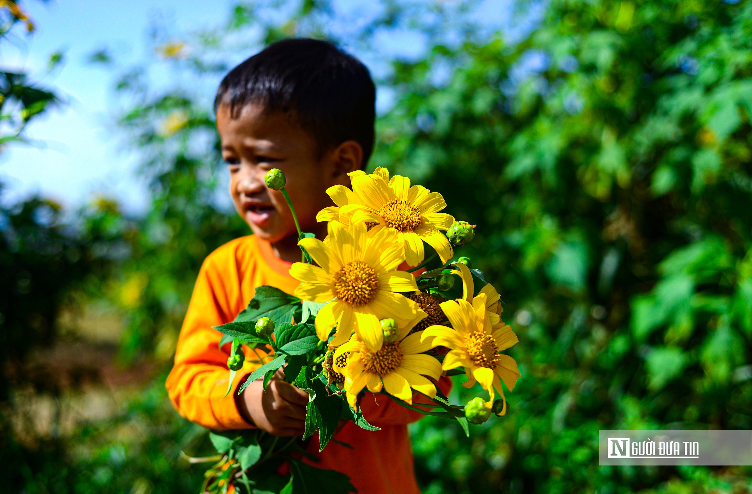 "Biển" vàng hoa dã quỳ trên cao nguyên- Ảnh 8.