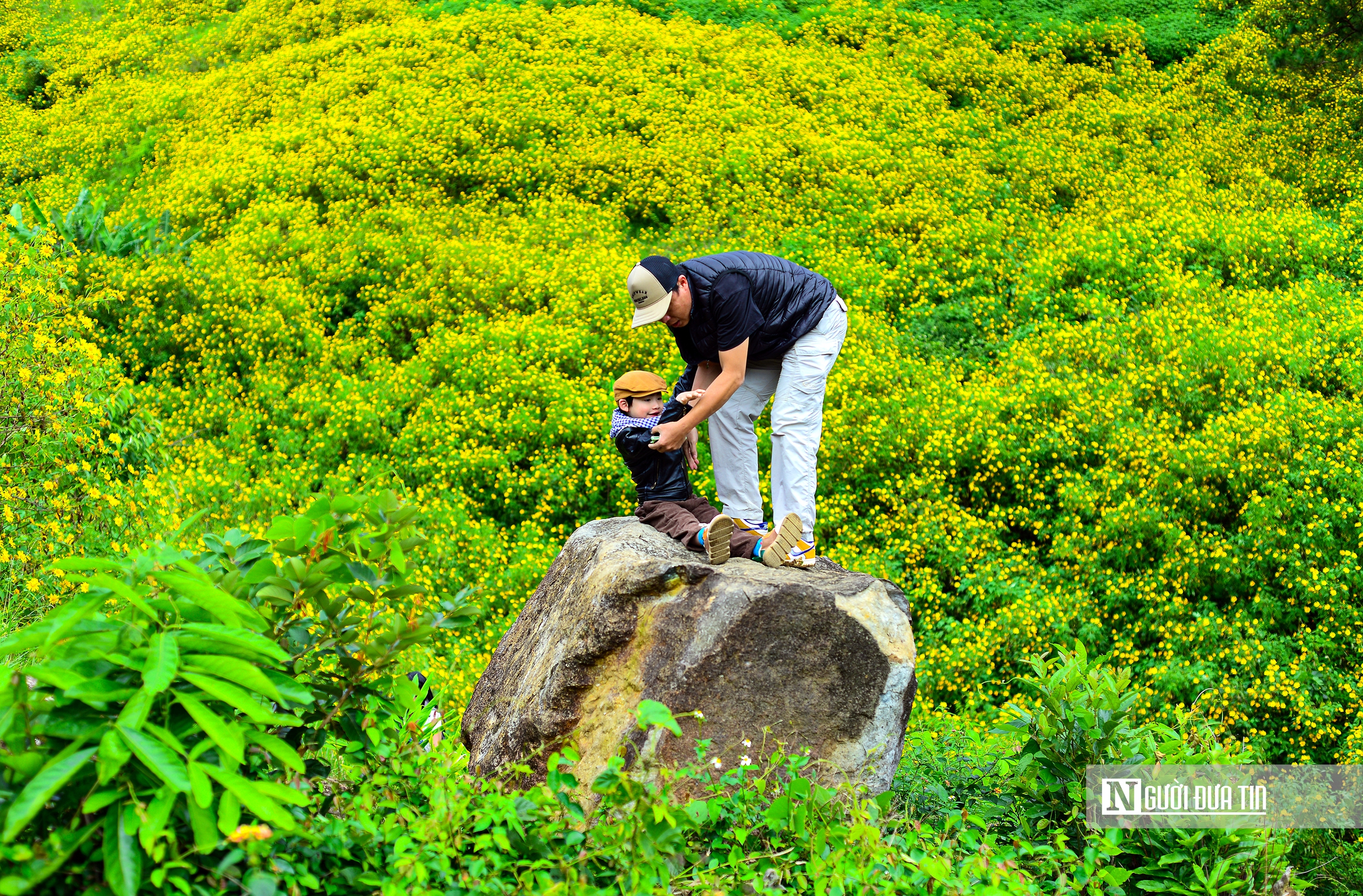 "Biển" vàng hoa dã quỳ trên cao nguyên- Ảnh 10.