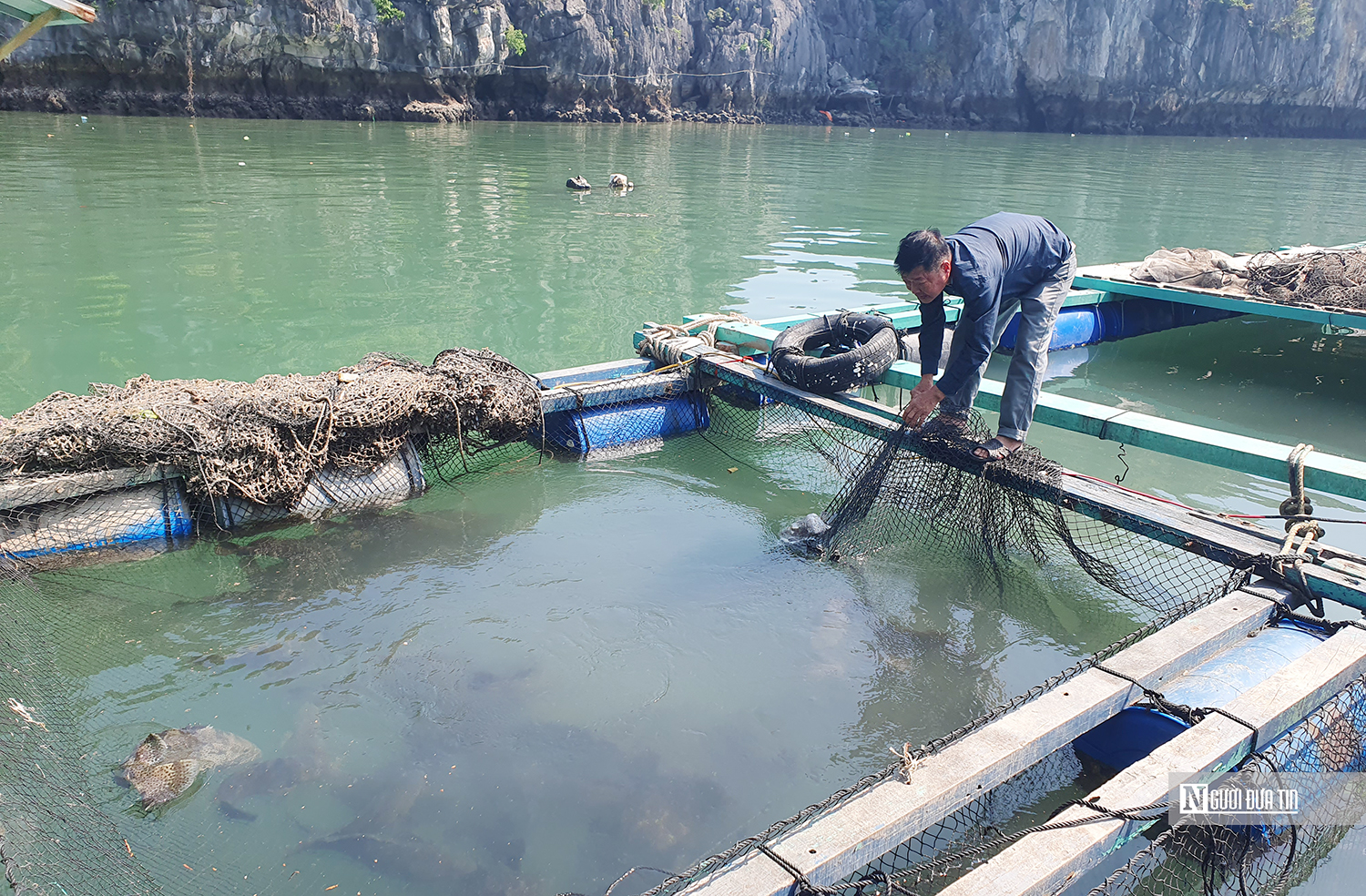 Hải Phòng: Giải ngân xong 150 tỷ đồng hỗ trợ phục hồi sản xuất nông nghiệp- Ảnh 2.