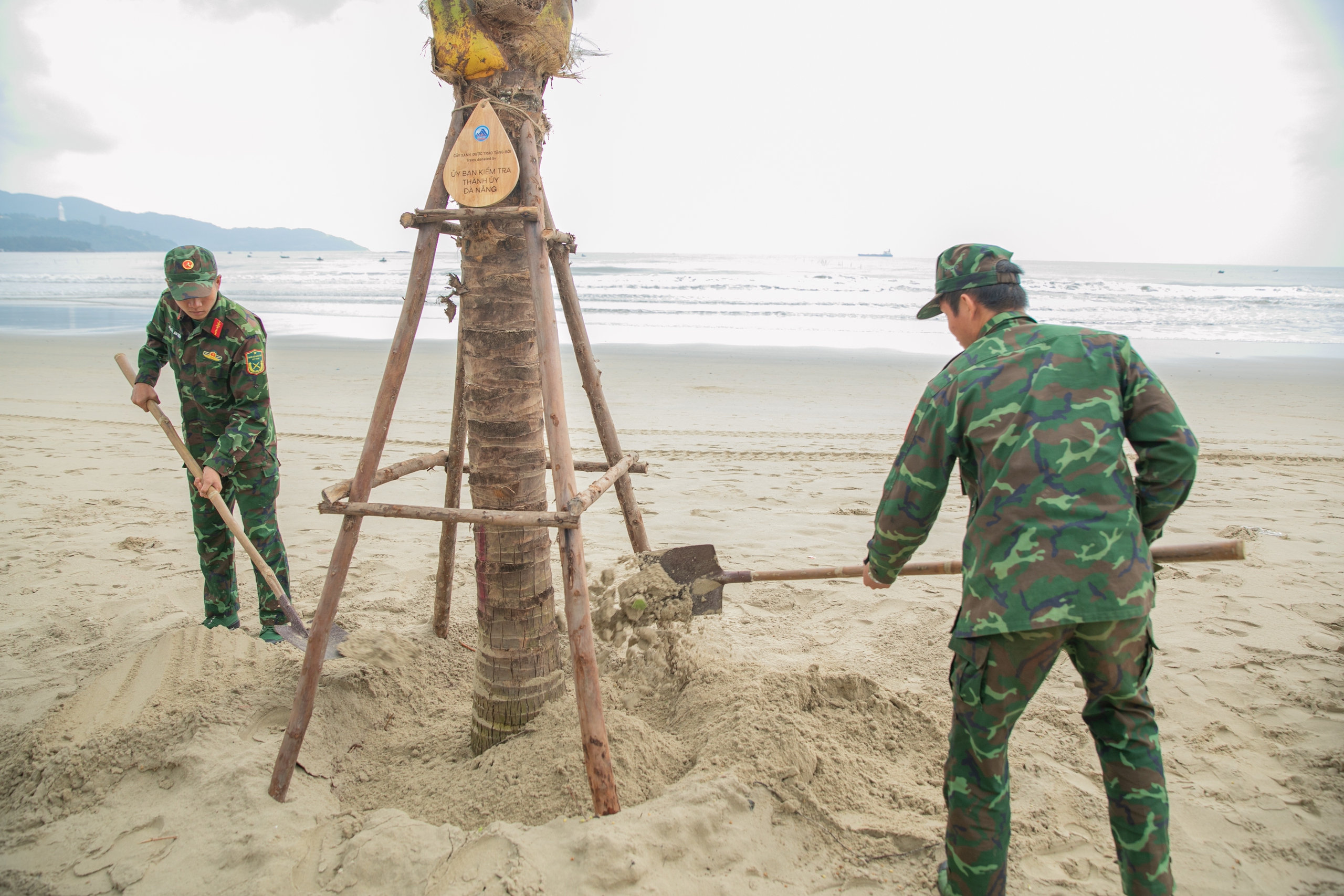 Đà Nẵng trồng hàng nghìn cây dừa tại các bãi biển để bảo vệ môi trường và phát triển du lịch- Ảnh 1.