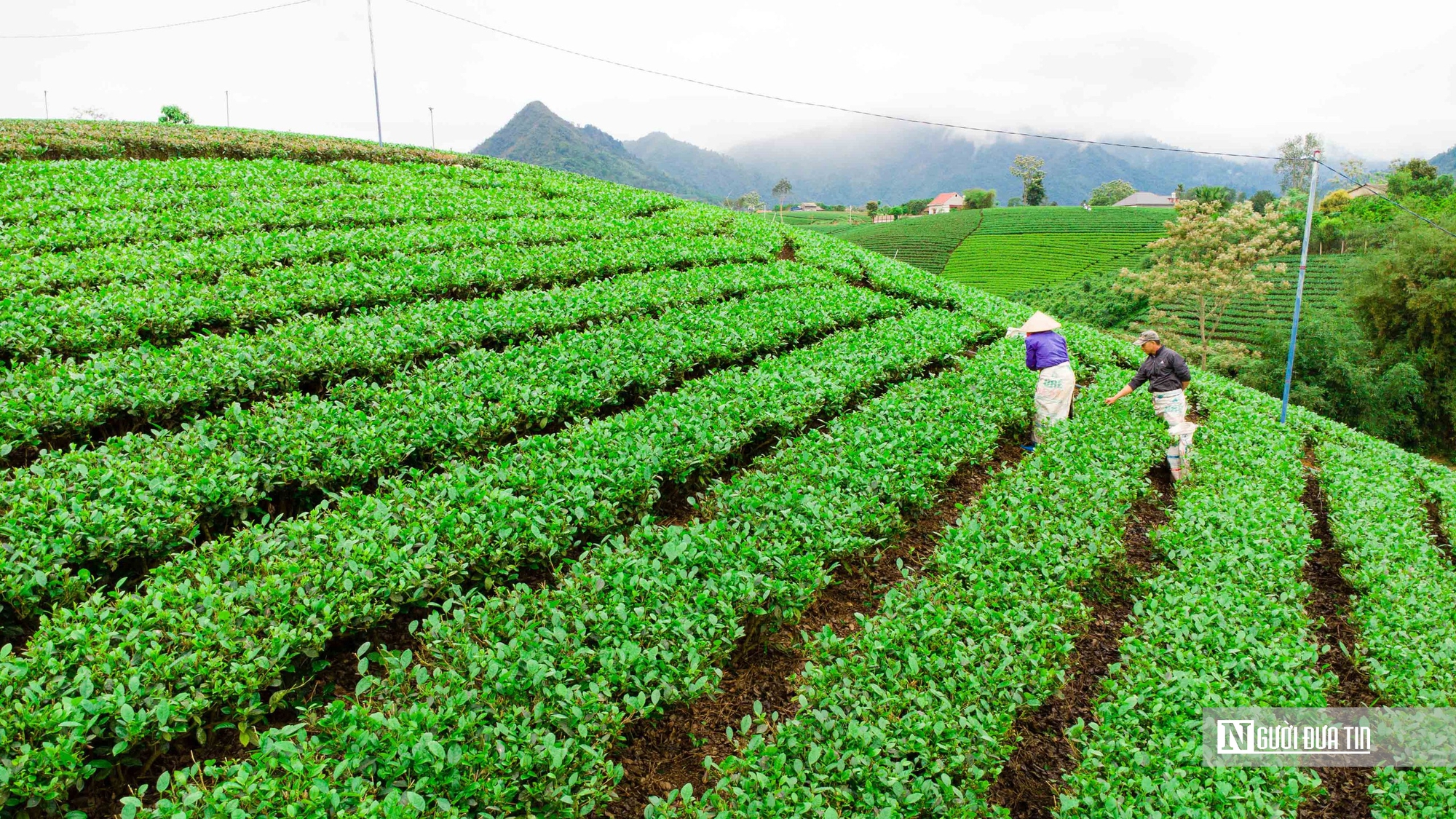 Góc nhìn Người Đưa Tin: Những điểm nhấn ngành nông nghiệp trong năm 2024- Ảnh 3.