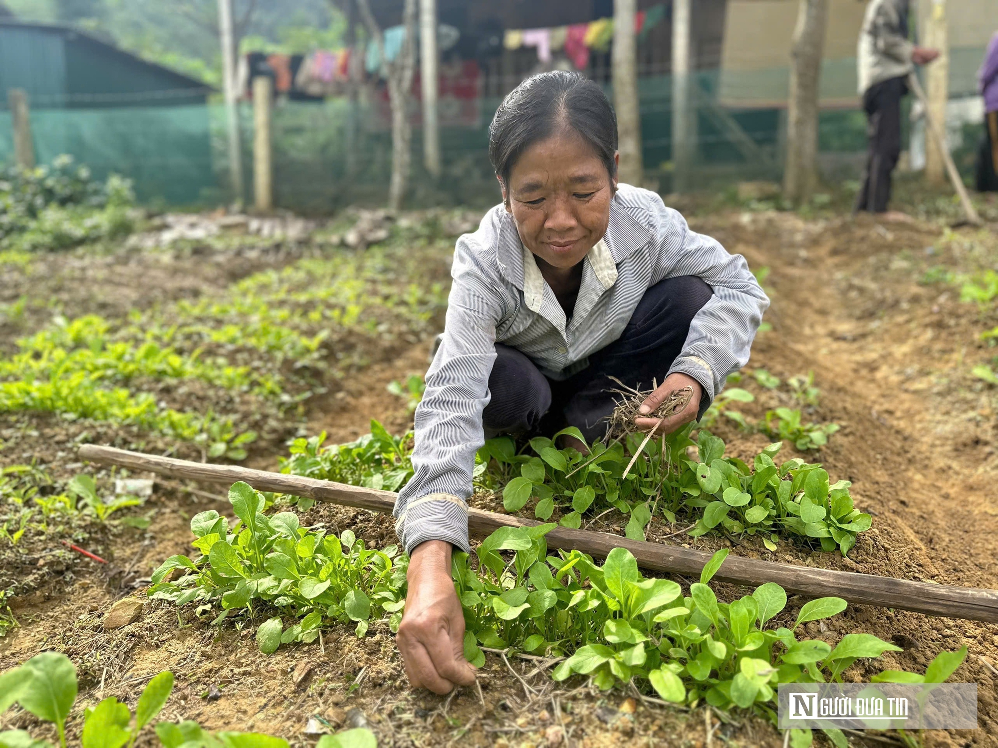 Những vườn rau tại Bản Rào Tre- Ảnh 2.