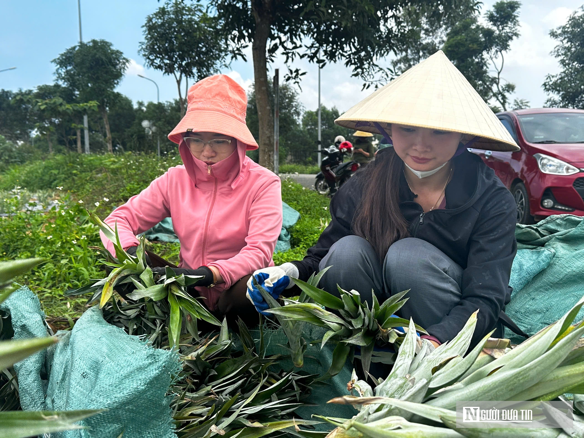 Hà Tĩnh: Huyện miền núi mạnh dạn trồng dứa Cayen dần thay thế cây keo- Ảnh 2.