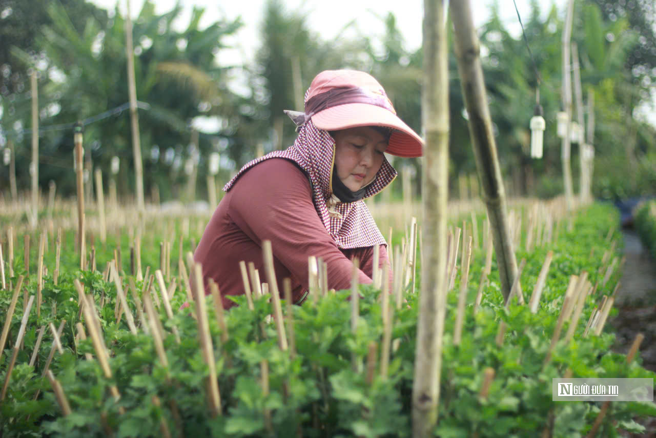 “Thủ phủ” hoa ở Gia Lai thắp đèn xuyên đêm để hoa nở đúng Tết- Ảnh 3.