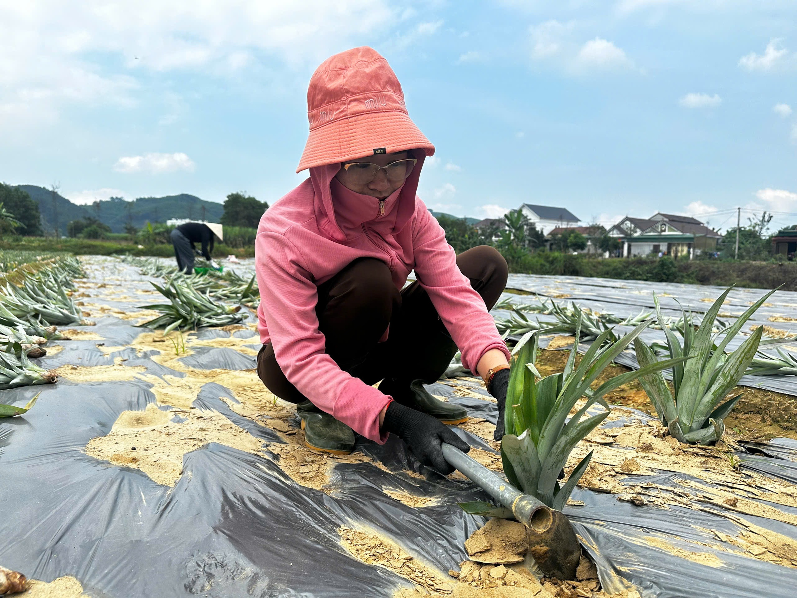 Hà Tĩnh: Huyện miền núi mạnh dạn trồng dứa Cayen dần thay thế cây keo- Ảnh 5.