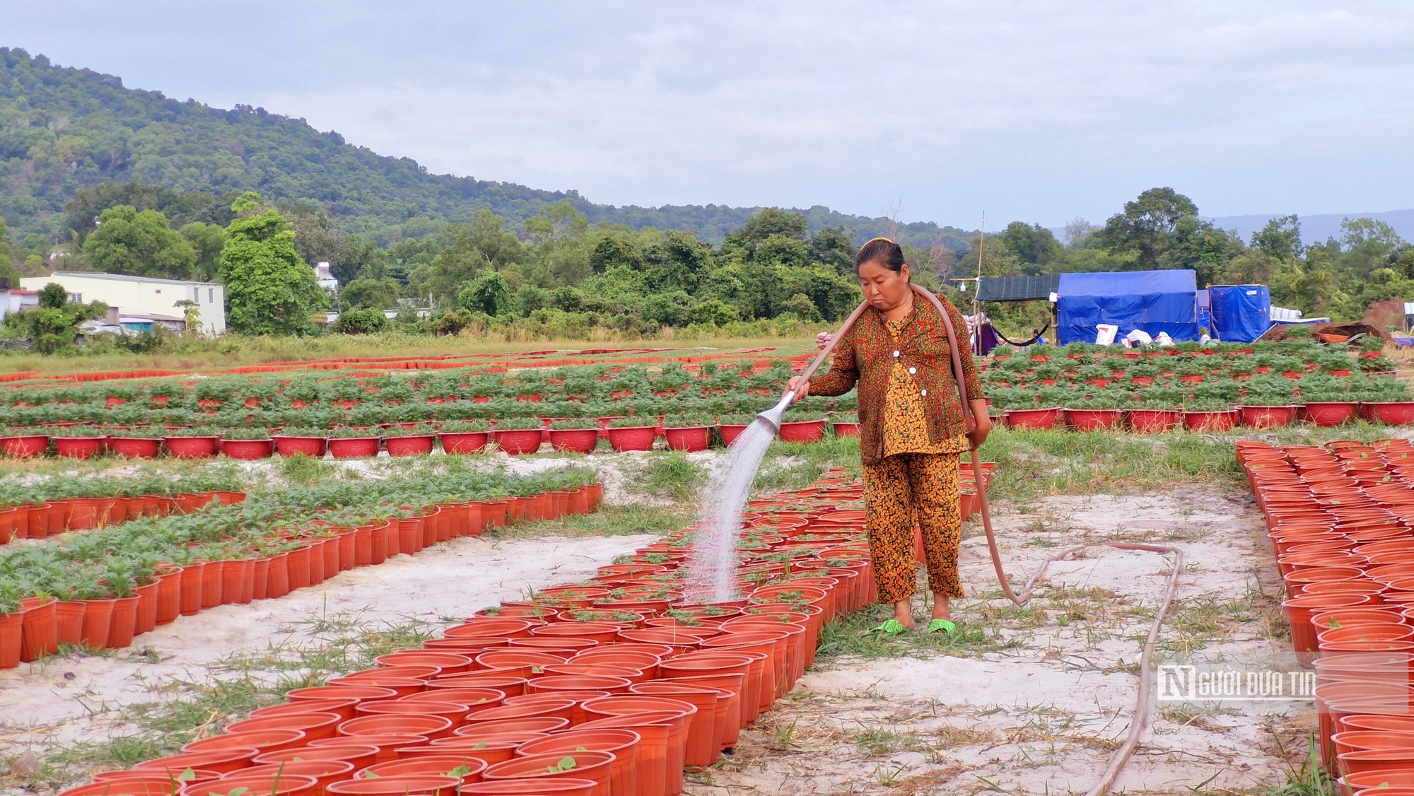 Sắc xuân trên những vườn hoa Tết ở đảo Phú Quốc- Ảnh 12.