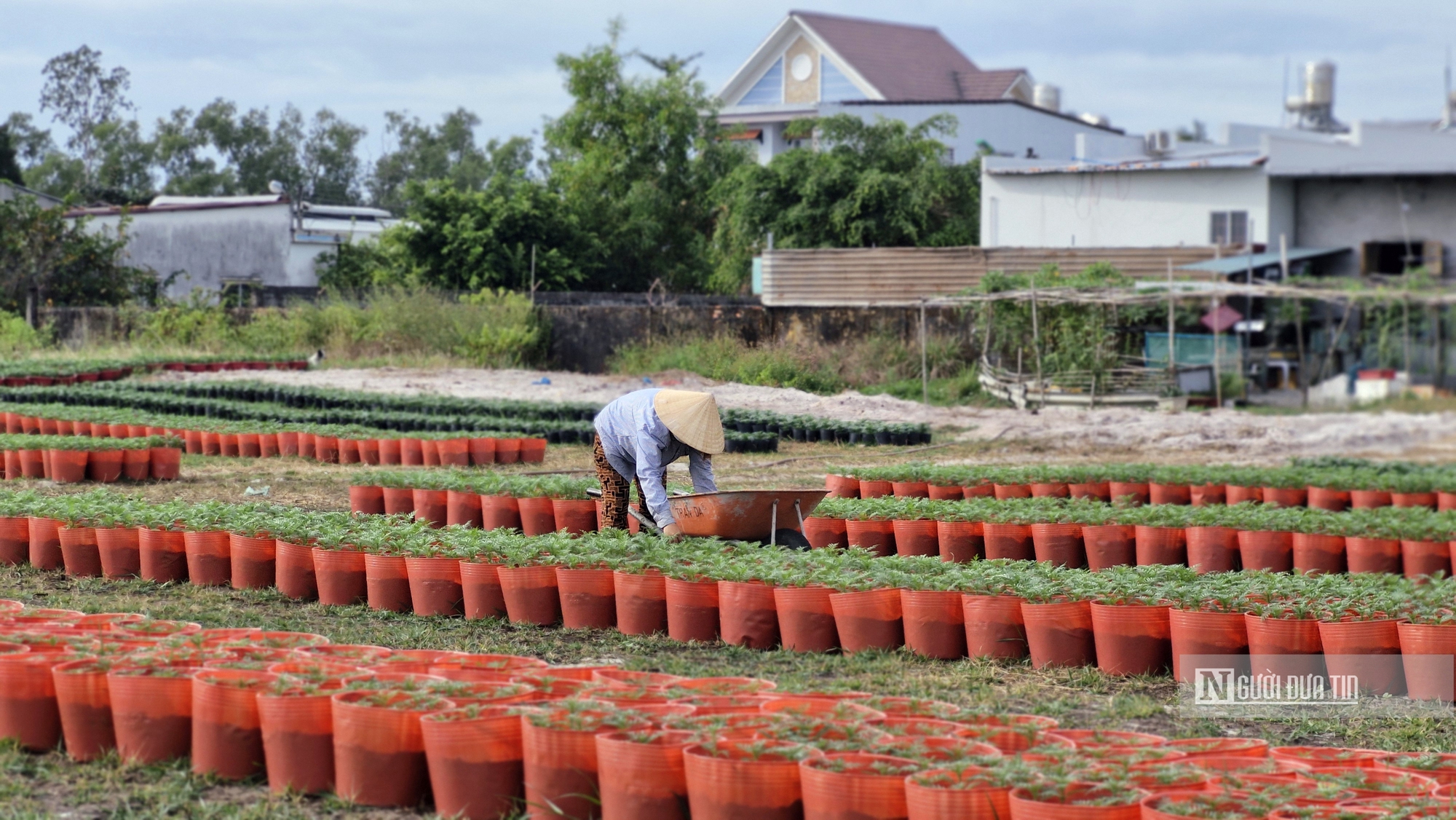 Sắc xuân trên những vườn hoa Tết ở đảo Phú Quốc- Ảnh 8.