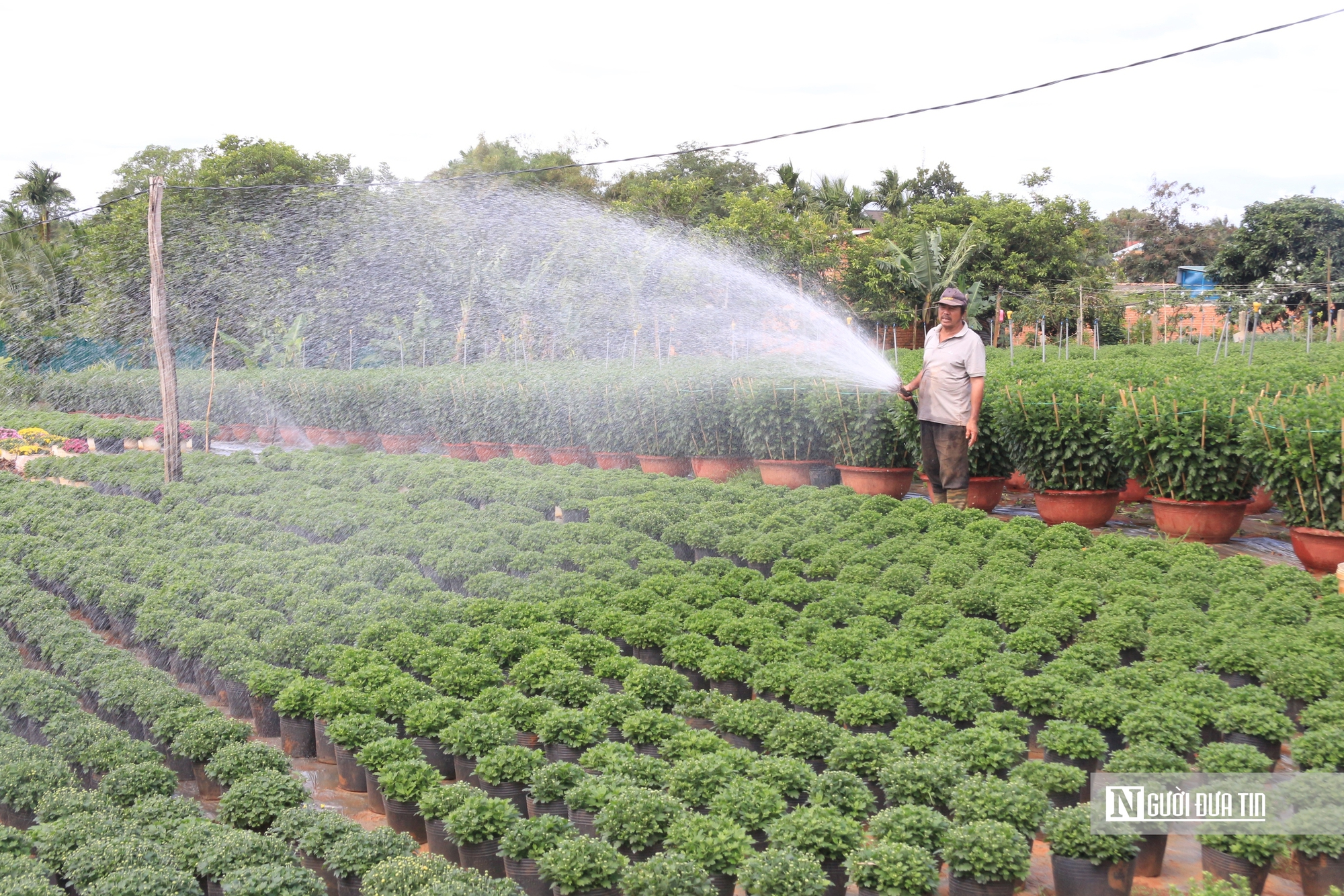 Thương lái vắng bóng, nhà vườn phập phồng nỗi lo mùa hoa Tết- Ảnh 1.