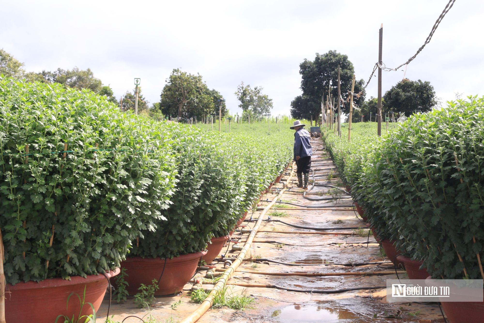 Thương lái vắng bóng, nhà vườn phập phồng nỗi lo mùa hoa Tết- Ảnh 8.