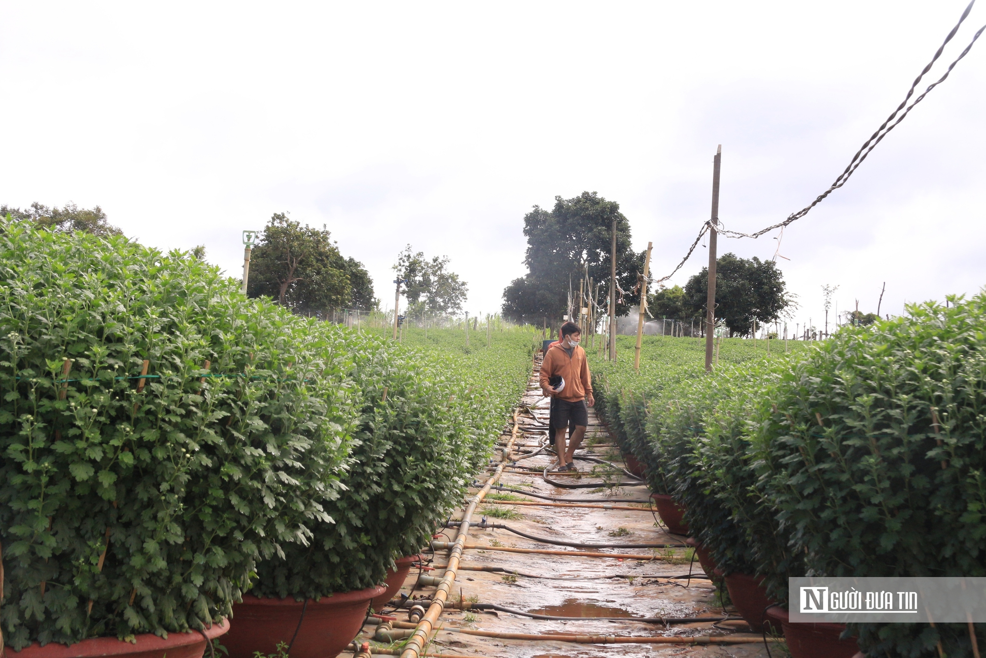 Thương lái vắng bóng, nhà vườn phập phồng nỗi lo mùa hoa Tết- Ảnh 10.