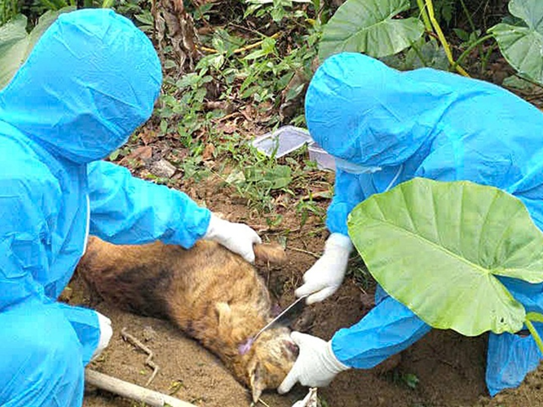 Ôm chó nhà, người đàn ông tử vong sau 1 tháng bị chó cắn- Ảnh 1. Ôm chó nhà, người đàn ông tử vong sau 1 tháng bị chó cắn- Ảnh 1.