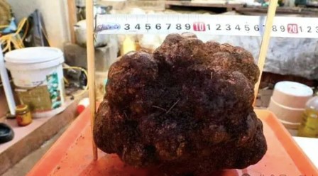 Phát hiện nấm truffle khổng lồ nặng 1,71kg- Ảnh 1.