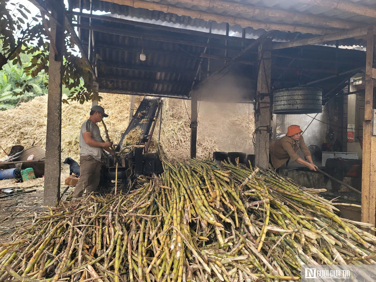 Làng mật mía đỏ lửa ngày đêm để kịp hàng cho Tết Nguyên đán- Ảnh 1.