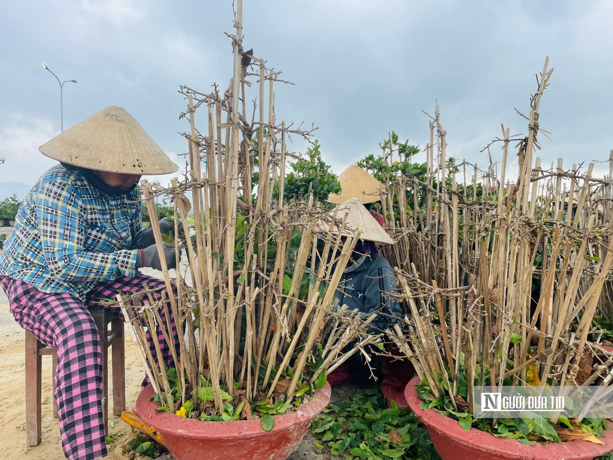 Vào thời điểm này, các nhà vườn ở An Nhơn tất bật trảy lá để nuôi hoa chờ Tết. Ảnh: Thu Dịu