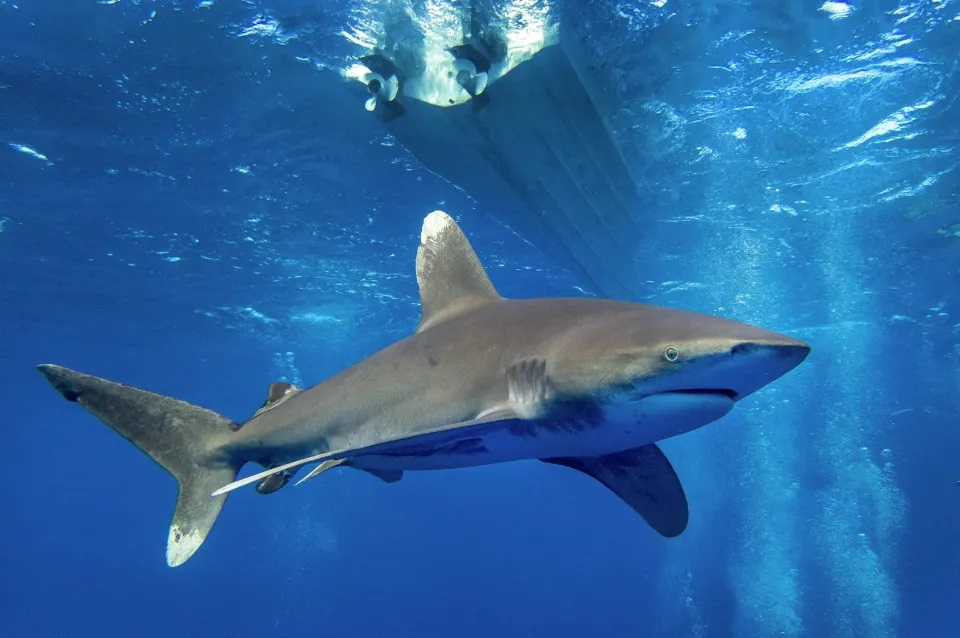 Một du khách đã thiệt mạng và một người khác bị thương trong vụ cá mập tấn công tại khu nghỉ dưỡng nổi tiếng Marsa Alam. (Ảnh: Avalon.red) Một du khách đã thiệt mạng và một người khác bị thương trong vụ cá mập tấn công tại khu nghỉ dưỡng nổi tiếng Marsa Alam. (Ảnh: Avalon.red)